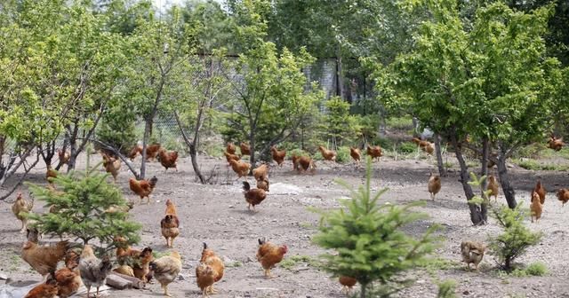  生长育肥鸡舍|养鸡技术|林地生态鸡舍的类型和特点及建设