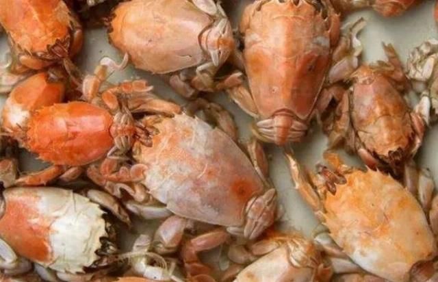  #灭绝#这种“知了”生活在海里，再吃有可能灭绝？