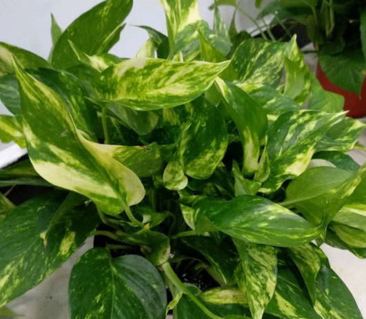  [绿萝]绿萝越养越小？给它加点餐，叶子油绿比巴掌大！