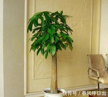  买到|发财树换盆，做好“关键”1步，不烂根，不烂叶，后期养护很简单