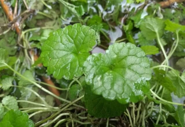  「老人」这种野草叫做活血丹，农村老人也叫它透骨风，你们知道