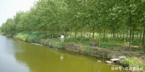  「鱼塘」鱼塘水面放一层竹子和树枝好不好？