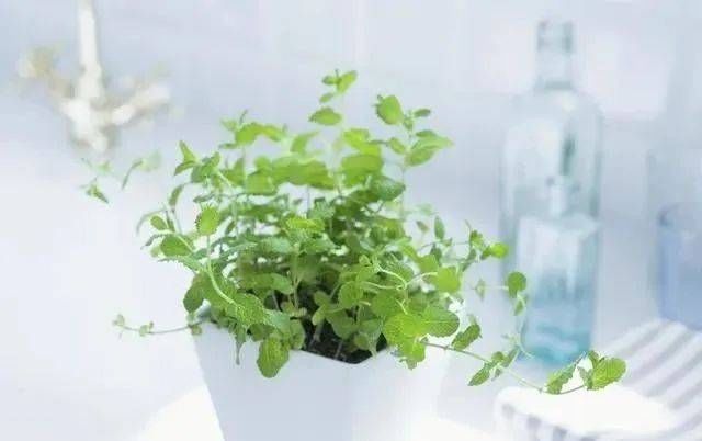  养花：阳台养花就养这6种花，既能当花养，又能当菜吃