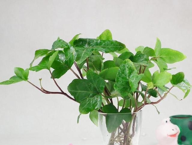  「植物」喜欢水培植物就养这几种，养了保证不后悔！