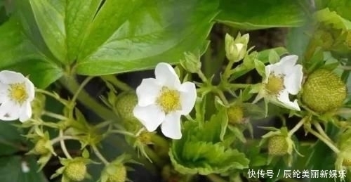  「草莓盆栽」摘来的草莓水果还能用来播种，很快就能开花结果