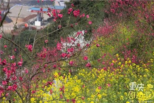 花开成海!再过一周重庆将美翻全国,14处美景玩转这个春天!