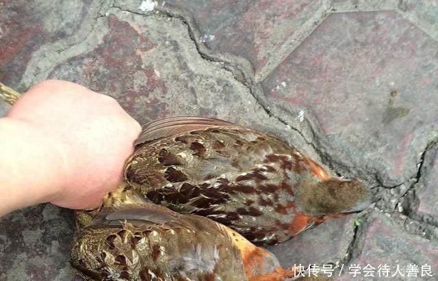  不到■农村以前经常打的“泥滑滑”，一般人绝对没见过！买不到