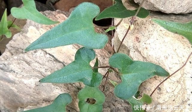  根茎■它生于石头缝，常被当杂草，殊不知，此为珍贵的“白首乌
