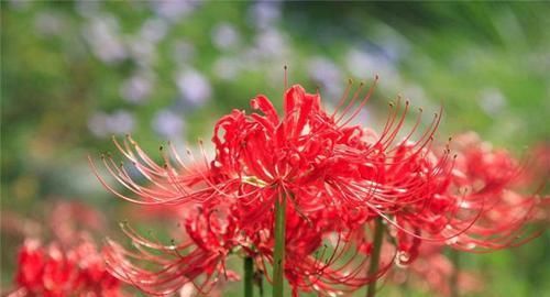  『彼岸花』它是红花石蒜，又叫彼岸花，您观赏即可，不要摘，如今太珍贵