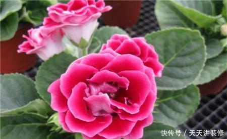  「值得」养一盆花期长又好养的花，花一开就惊艳了时光，值得拥有！