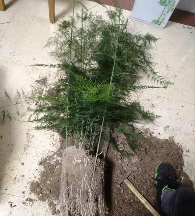  『偷懒』养2种花“别偷懒”，否则春天换盆“只能砸”，太浪费花盆