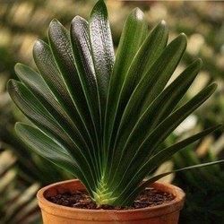  『越爆』这些花最讨厌太阳，越阴凉越爆盆，还能开满花