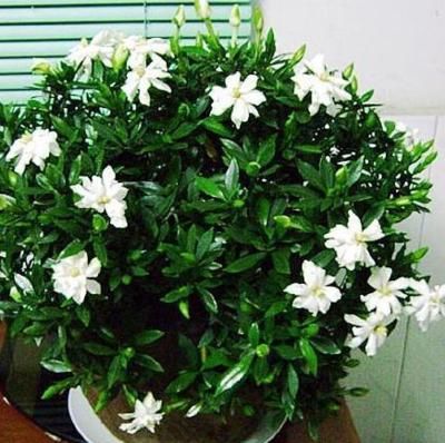  微量元素■茉莉栀子花，黄叶的“七大”原因，缺一种东西，黄叶难逃