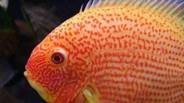  #水族市场上#美洲慈鲷之美，您细品