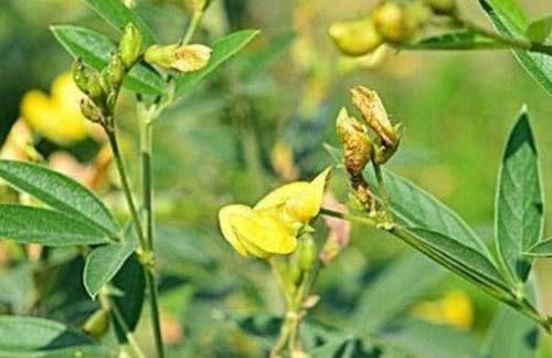 农村有种响铃豆，农民称它为“豆中之王”，市场上一斤能卖40元