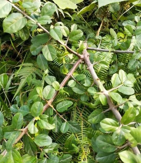  「药用价值」农村一种植物是麻雀筑巢地，药用价值更珍贵，市场3