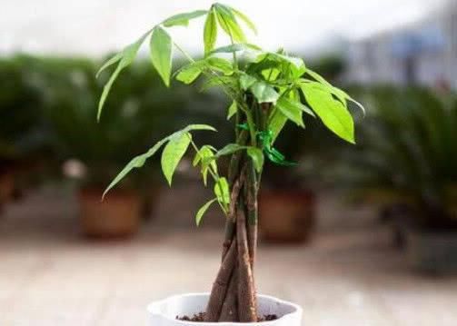  [财树是一]发财树叶片发黄怎么办？教你3个小妙招，发财树长势旺盛叶片翠绿