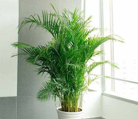  『家里』这四种花养在客厅，不用费心，花朵枝繁叶茂，开花成花园，美翻了