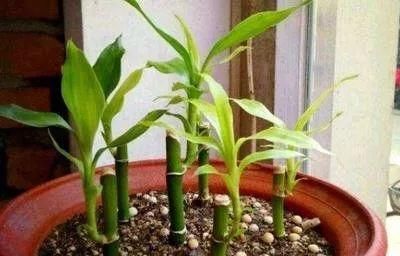  『寓意』6种寓意好的花，剪根枝就能活，年年爆盆不操心！