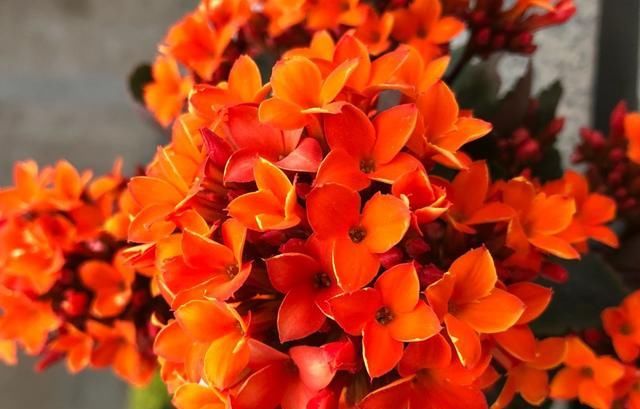 【度夏】想把长寿花养成老桩?做到这“两点”,植株轻松变“老桩”盆景
