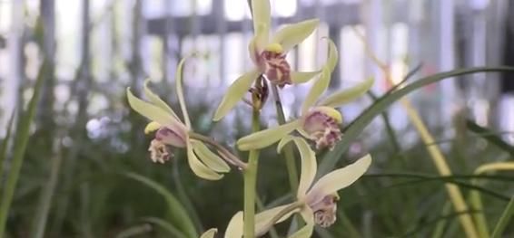  「种植」桐柏这个村家家种植兰花，花比人还多