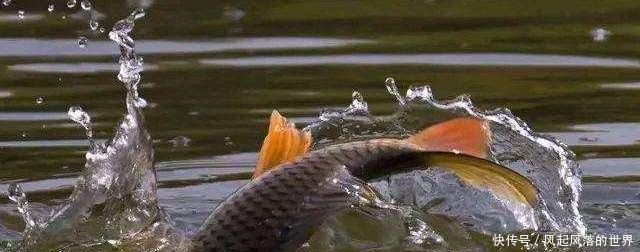  『水温降低』同样在下雨天钓鱼，为何别人收获很好，你却钓不到鱼！