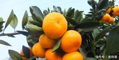 女人夏日最易老，用这几种水果汁敷脸，每天轮着换，可以美白去皱