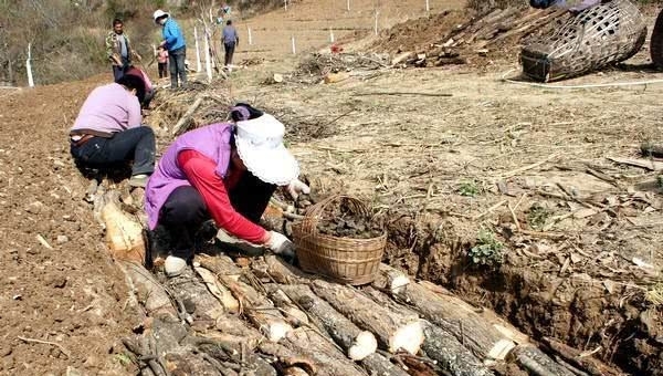 农村这两种超霸气的农作物，年收入三五十万，却没人敢种，为啥？