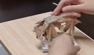  鱼化石■中国古生物学原来这么牛？她来告诉你