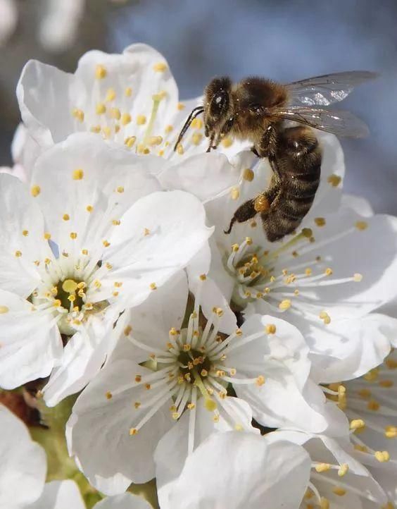 时尚圈里的动物世界？动物上身也要了解背后的故事！