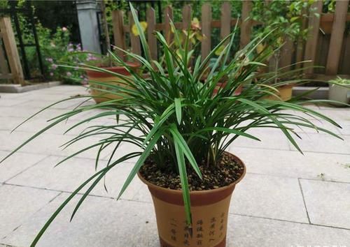  #特别#新手买兰花，避开“温室花”，免疫力低，买一盆死一盆
