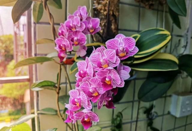  【干下】松树皮养蝴蝶兰总是上干下湿难浇水？老花匠分享实战经验