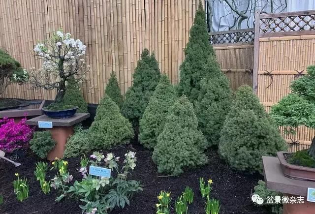 盆景大师瓦拉瓦尼斯带您参观19年纽约Gardenscape第23届园景展