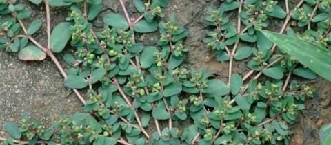  [提高]1种野草，人称“血筋草”，可“通乳、治血崩”，全身都是宝