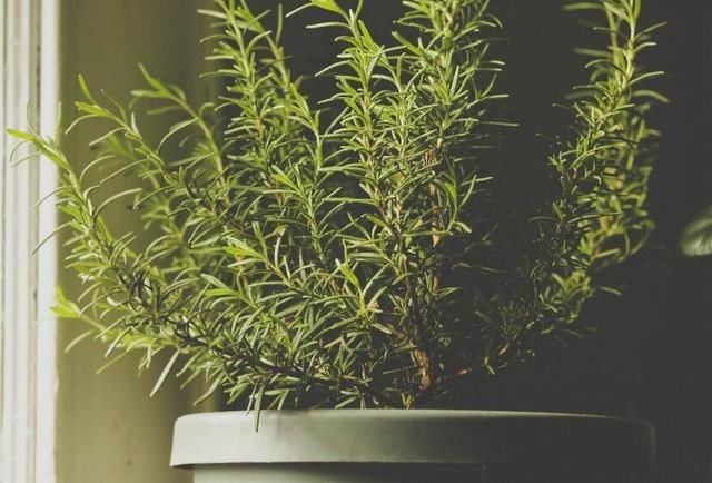 “螨虫”肆虐让人顶着满脸痘痘，只要洗脸加入这两物，能除螨祛痘