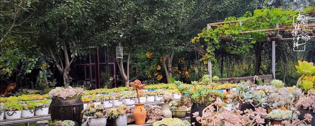  『植物』八种号称“养不死”的多肉,你养了几种?