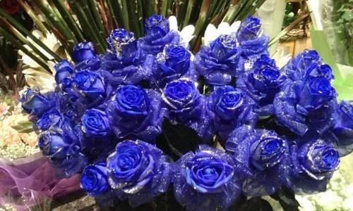  『玫瑰』喜欢玫瑰，不如养盆“精品玫瑰”蓝色妖姬，花中新贵，高雅秀丽！
