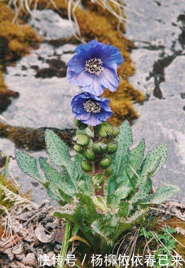  『植物』绿绒蒿：离天堂最近的花