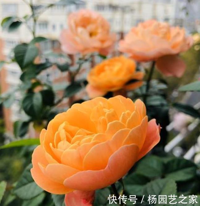  『疯长』阳台就养“3种花”，浇水就疯长，给点阳台就灿烂，阳台成花海！