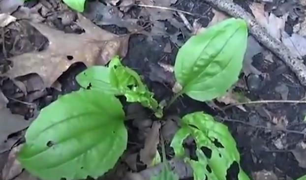  「见到」过去农村常见的一种野草，是珍贵的中草药，见到请别再