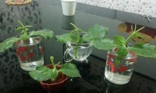 『掰1根枝养』这3种植物,别再花钱买了,掰下“1根枝”藏土里,能活出一整盆!