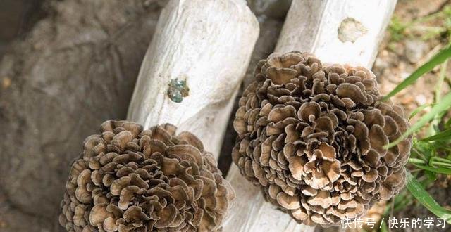  『灰树花』看到树下长着这种“花”，请格外珍惜，晒干后一斤售价上百块！