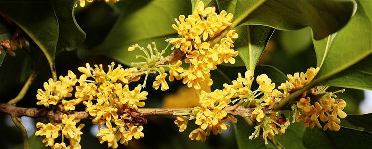  栽种|栽种这6种花，一年成花海，带后院