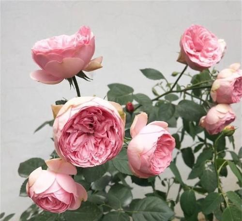  『植物的根系』5种天然的“生根水”，用来浇花，浇完后，根系发达、枝粗叶壮