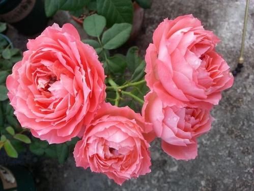 值得■此花颜值不输玫瑰,多次获园艺奖,花期超长,清香四溢,值得拥有