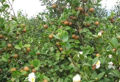  「食用油」野生一斤100元，种植一斤70元，极受欢迎，越来越多农