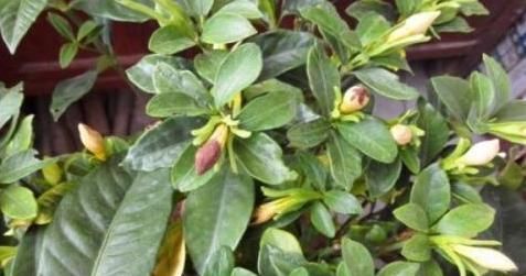  『植物孕蕾』4月养栀子，就怕做错“2件事”，浇上“2种水”，花苞多、香味浓