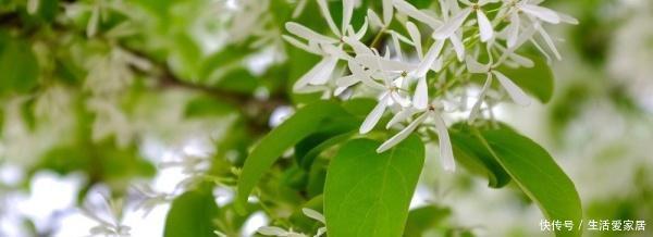 黄叶:六月雪黄叶是什么原因