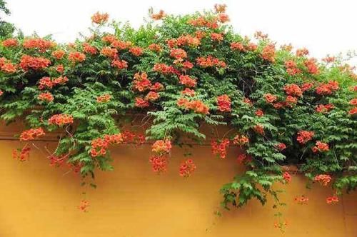  陌生■熟悉而陌生的“凌霄花”，掐个枝埋花盆，几年吃掉你的房，太猖狂