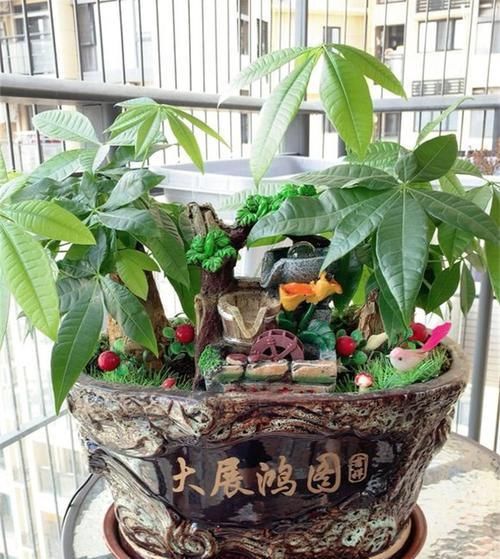  「财运」2种“财运树”，客厅都养一盆，美观又招财，谁见了不心动？